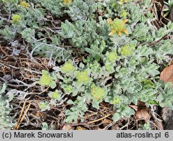 Teucrium musimonum