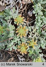 Teucrium musimonum