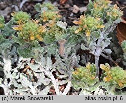 Teucrium musimonum