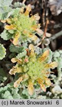 Teucrium musimonum