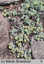 Teucrium musimonum