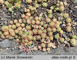 Rosularia chrysantha (rozularia złocista)