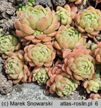 Rosularia chrysantha (rozularia złocista)