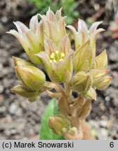 Rosularia chrysantha (rozularia złocista)