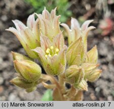 Rosularia chrysantha (rozularia złocista)