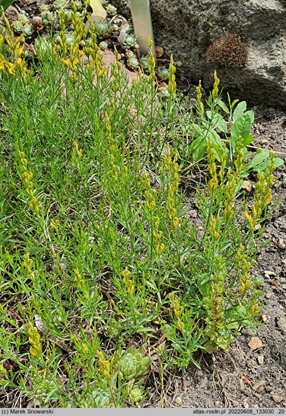Genista sylvestris (janowiec leśny)