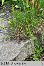 Genista sylvestris (janowiec leśny)