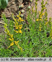 Genista sylvestris (janowiec leśny)
