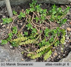 Veronica saturejoides (przetacznik cząbrowaty)