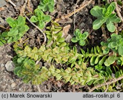 Veronica saturejoides (przetacznik cząbrowaty)