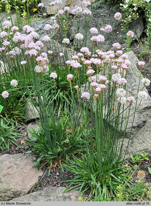 Armeria transmontana (zawciąg zagórski)