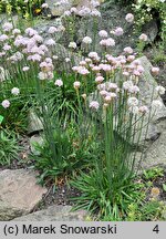 Armeria transmontana (zawciąg zagórski)