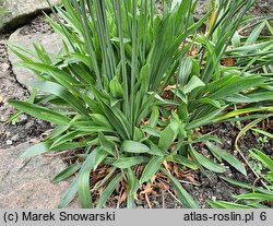 Armeria transmontana (zawciąg zagórski)