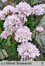 Armeria transmontana (zawciąg zagórski)