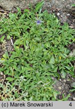 Globularia trichosantha (kulnik włosokwiatowy)