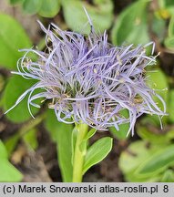 Globularia trichosantha (kulnik włosokwiatowy)