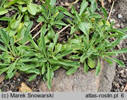 Globularia trichosantha (kulnik włosokwiatowy)