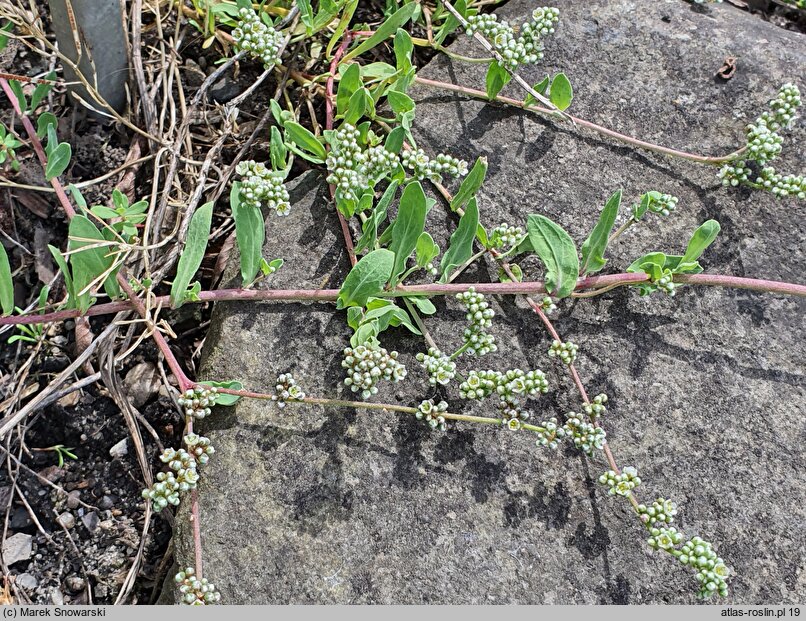 Corrigiola litoralis ssp. telephiifolia