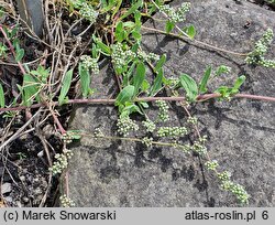 Corrigiola litoralis ssp. telephiifolia