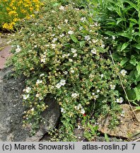 Potentilla fruticosa var. davurica