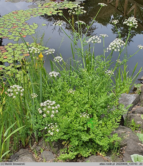 Oenanthe crocata (kropidło szafranowe)