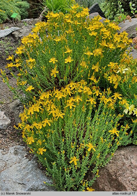 Hypericum olympicum (dziurawiec olimpijski)