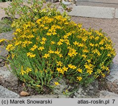 Hypericum olympicum (dziurawiec olimpijski)