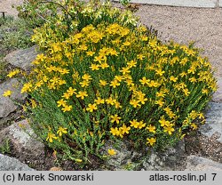 Hypericum olympicum (dziurawiec olimpijski)