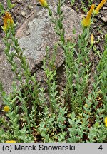 Hypericum olympicum (dziurawiec olimpijski)