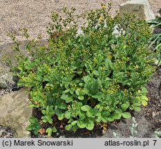 Potentilla montenegrina (pięciornik czarnogórski)