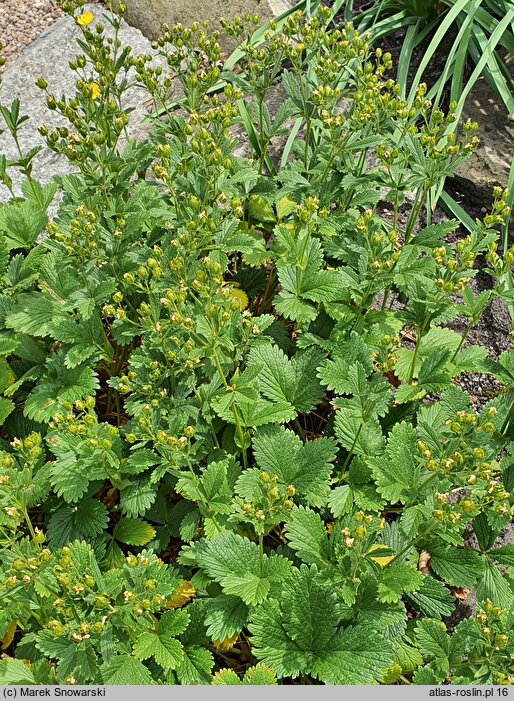 Potentilla montenegrina (pięciornik czarnogórski)