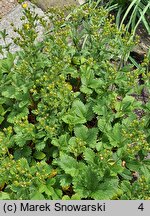 Potentilla montenegrina (pięciornik czarnogórski)