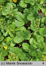 Potentilla montenegrina (pięciornik czarnogórski)