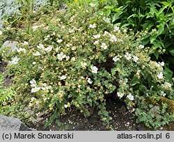 Potentilla fruticosa var. davurica