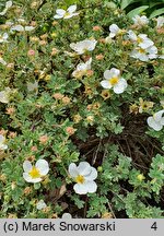 Potentilla fruticosa var. davurica