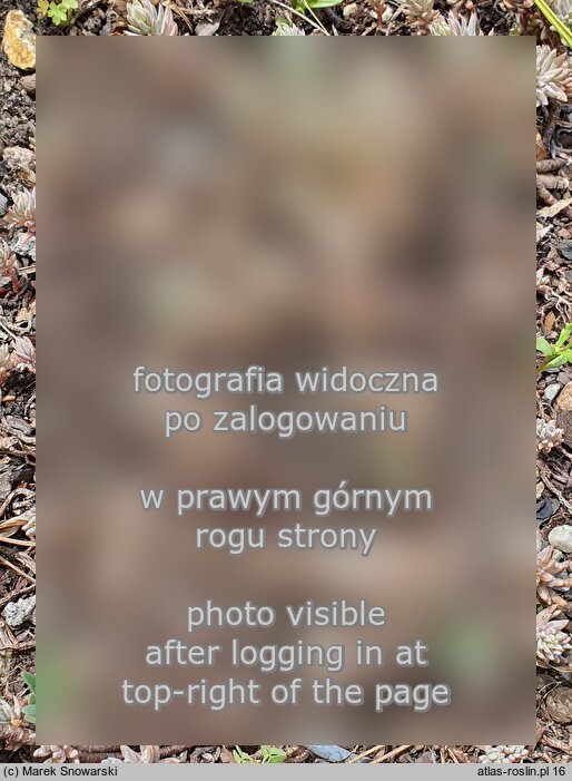 Petrosedum pruinatum (rozchodnik oszroniony)
