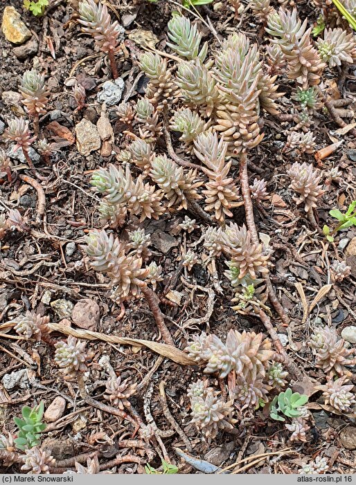 Petrosedum pruinatum (rozchodnik oszroniony)