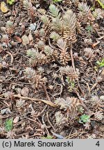 Petrosedum pruinatum (rozchodnik oszroniony)