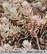 Petrosedum pruinatum (rozchodnik oszroniony)