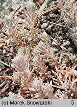 Petrosedum pruinatum (rozchodnik oszroniony)