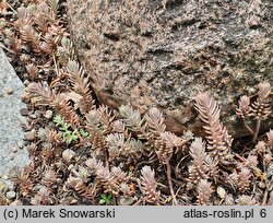 Petrosedum pruinatum (rozchodnik oszroniony)