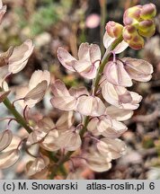 Aethionema saxatile (skrzydlinka skalna)