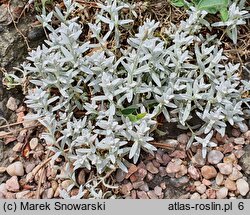 Cerastium biebersteinii (rogownica Biebersteina)