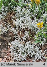 Cerastium biebersteinii (rogownica Biebersteina)