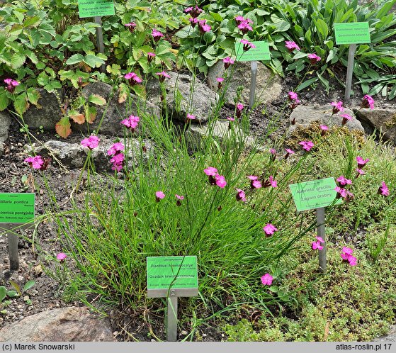 Dianthus haematocalyx (goździk krwistoczerwony)