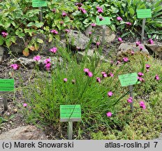 Dianthus haematocalyx (goździk krwistoczerwony)
