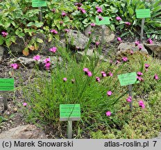 Dianthus haematocalyx (goździk krwistoczerwony)