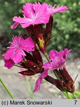 Dianthus haematocalyx (goździk krwistoczerwony)