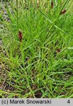 Dianthus haematocalyx (goździk krwistoczerwony)