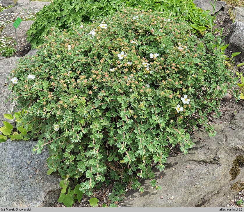 Potentilla fruticosa var. davurica